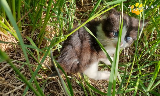 Katze Cleo (Foto by Tiereck.at - Lavanttaler Tierhilfe)