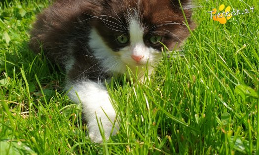 Katze Cleo (Foto by Tiereck.at - Lavanttaler Tierhilfe)