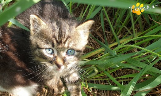 Katze Filou (Foto by Tiereck.at - Lavanttaler Tierhilfe)