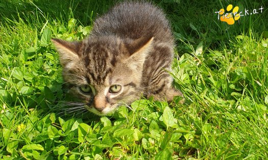 Katze Filou (Foto by Tiereck.at - Lavanttaler Tierhilfe)