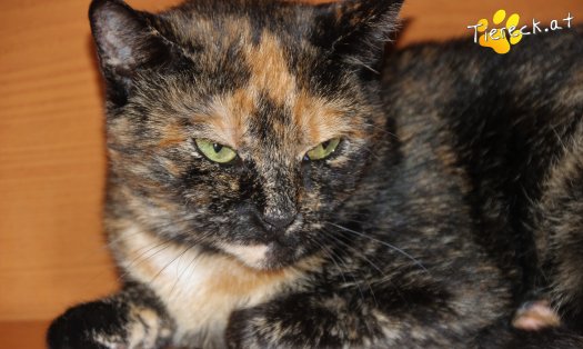 Katze Saskia (Foto by Tiereck.at - Lavanttaler Tierhilfe)