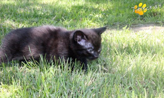 Katze Ilvy (Foto by Tiereck.at - Lavanttaler Tierhilfe)