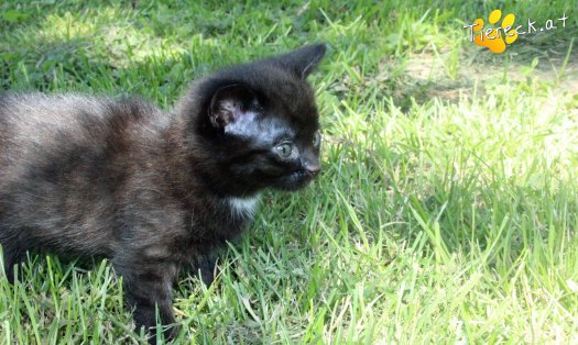 Katze Ilvy (Foto by Tiereck.at - Lavanttaler Tierhilfe)