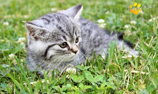 Katze Sally (Foto by Tiereck.at - Lavanttaler Tierhilfe)