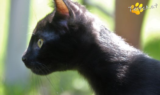 Katze Marley (Foto by Tiereck.at - Lavanttaler Tierhilfe)