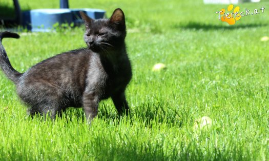 Katze Sunny (Foto by Tiereck.at - Lavanttaler Tierhilfe)
