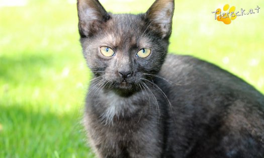 Katze Sunny (Foto by Tiereck.at - Lavanttaler Tierhilfe)