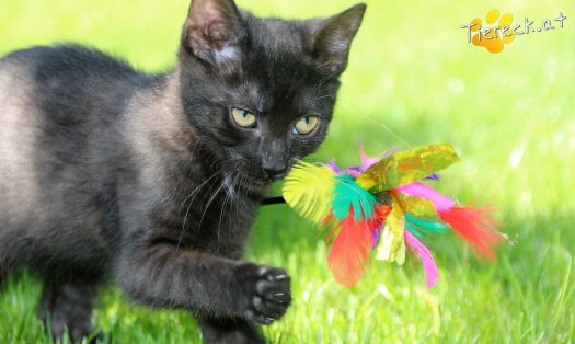 Katze Sunny (Foto by Tiereck.at - Lavanttaler Tierhilfe)