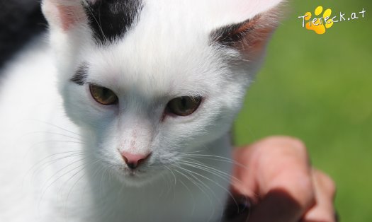 Katze Marvin (Foto by Tiereck.at - Lavanttaler Tierhilfe)