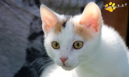 Katze Bibi (Foto by Tiereck.at - Lavanttaler Tierhilfe)