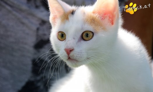 Katze Bibi (Foto by Tiereck.at - Lavanttaler Tierhilfe)