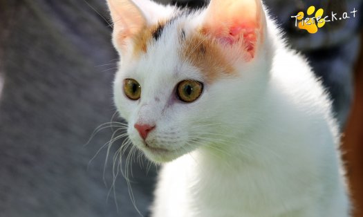 Katze Bibi (Foto by Tiereck.at - Lavanttaler Tierhilfe)