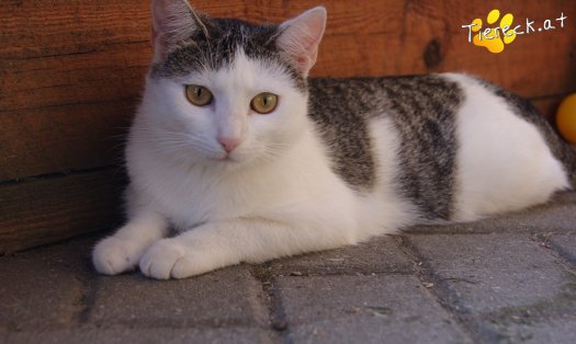 Katze Zotti (Foto by Tiereck.at - Lavanttaler Tierhilfe)