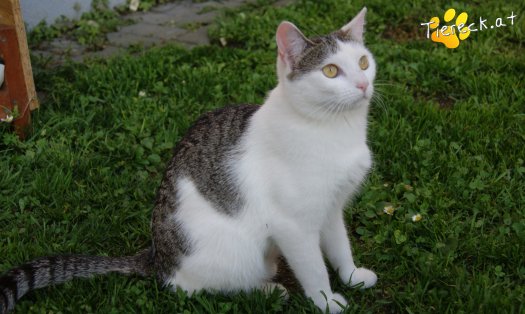 Katze Zotti (Foto by Tiereck.at - Lavanttaler Tierhilfe)