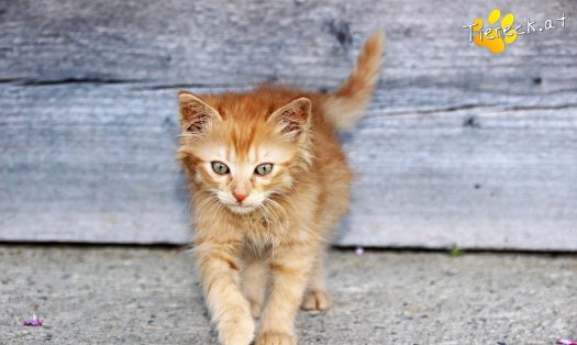 Katze Redcat (Foto by Tiereck.at - Lavanttaler Tierhilfe)