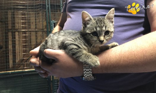 Katze Hermine (Foto by Tiereck.at - Lavanttaler Tierhilfe)