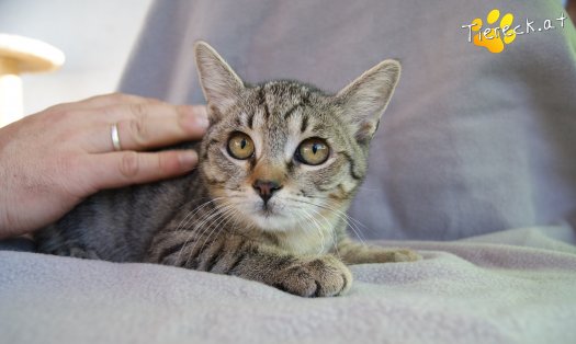 Katze Hermine (Foto by Tiereck.at - Lavanttaler Tierhilfe)