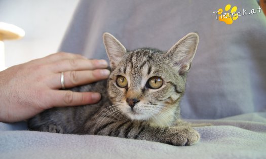 Katze Hermine (Foto by Tiereck.at - Lavanttaler Tierhilfe)