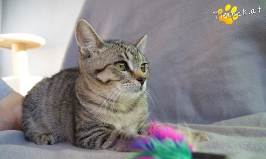 Katze Hermine (Foto by Tiereck.at - Lavanttaler Tierhilfe)