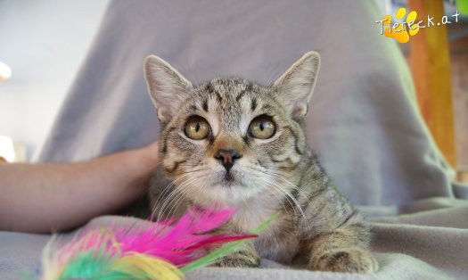 Katze Hermine (Foto by Tiereck.at - Lavanttaler Tierhilfe)