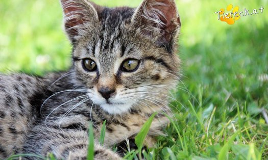 Katze Charly (Foto by Tiereck.at - Lavanttaler Tierhilfe)