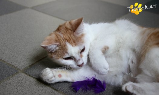 Katze Ginger (Foto by Tiereck.at - Lavanttaler Tierhilfe)