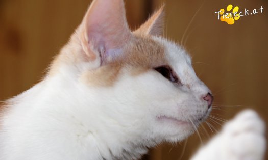 Katze Ginger (Foto by Tiereck.at - Lavanttaler Tierhilfe)