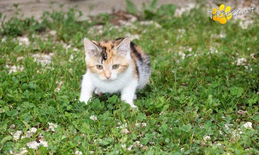 Katze Mara (Foto by Tiereck.at - Lavanttaler Tierhilfe)