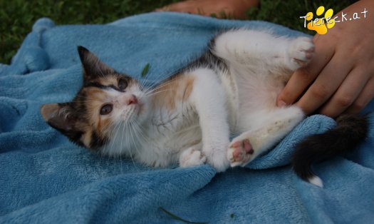 Katze Blümchen (Foto by Tiereck.at - Lavanttaler Tierhilfe)