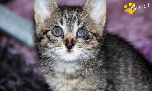 Katzenbabys Zu Verschenken österreich Katzen Zu