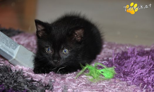 Katze Niki (Foto by Tiereck.at - Lavanttaler Tierhilfe)