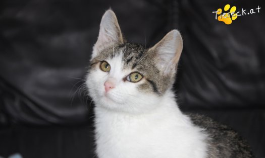 Katze Robin Hood (Foto by Tiereck.at - Lavanttaler Tierhilfe)