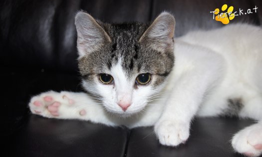 Katze Robin Hood (Foto by Tiereck.at - Lavanttaler Tierhilfe)