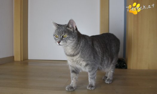 Katze Sira (Foto by Tiereck.at - Lavanttaler Tierhilfe)