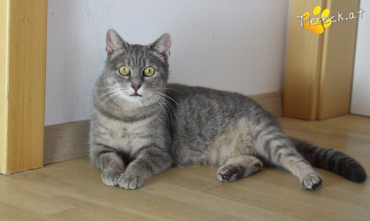Katze Sira (Foto by Tiereck.at - Lavanttaler Tierhilfe)