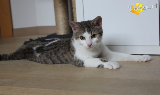 Katze Archie (Foto by Tiereck.at - Lavanttaler Tierhilfe)