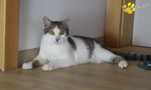 Katze Archie (Foto by Tiereck.at - Lavanttaler Tierhilfe)