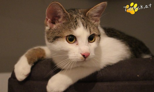 Katze Archie (Foto by Tiereck.at - Lavanttaler Tierhilfe)