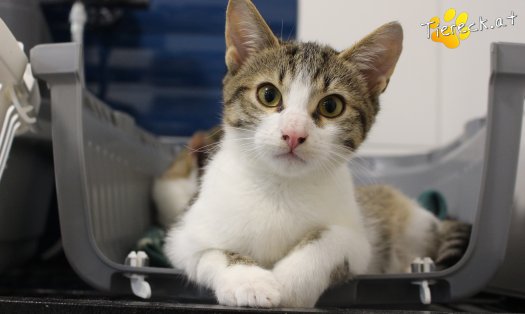 Katze Dobbi (Foto by Tiereck.at - Lavanttaler Tierhilfe)