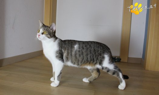 Katze Dobbi (Foto by Tiereck.at - Lavanttaler Tierhilfe)