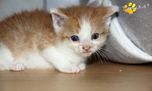 Katze Aramis (Foto by Tiereck.at - Lavanttaler Tierhilfe)