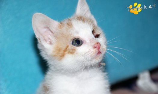 Katze Arthos (Foto by Tiereck.at - Lavanttaler Tierhilfe)