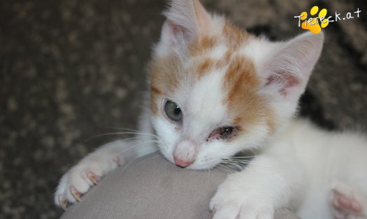 Katze Arthos (Foto by Tiereck.at - Lavanttaler Tierhilfe)