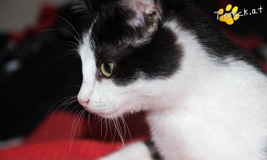 Katze Amari (Foto by Tiereck.at - Lavanttaler Tierhilfe)