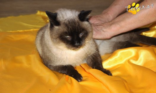 Katze Bel Ami (Foto by Tiereck.at - Lavanttaler Tierhilfe)
