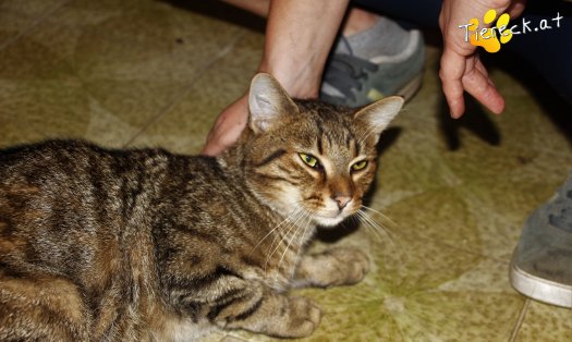 Katze Janosch (Foto by Tiereck.at - Lavanttaler Tierhilfe)