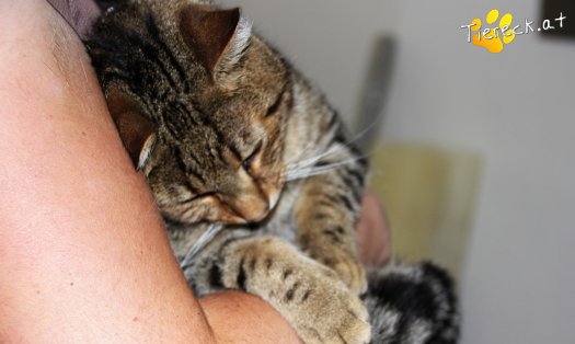 Katze Janosch (Foto by Tiereck.at - Lavanttaler Tierhilfe)