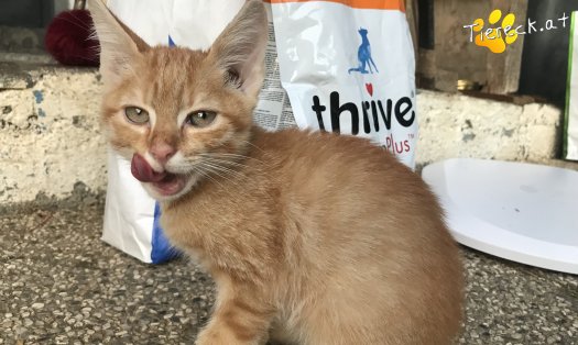 Katze Stanislaus (Foto by Tiereck.at - Lavanttaler Tierhilfe)