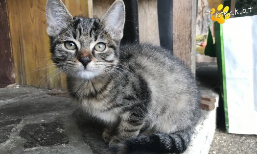Katze Ettendorfer Baby tiger (Foto by Tiereck.at - Lavanttaler Tierhilfe)