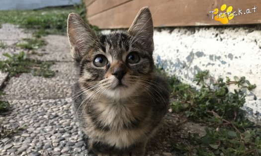 Katze Ettendorfer Baby tiger